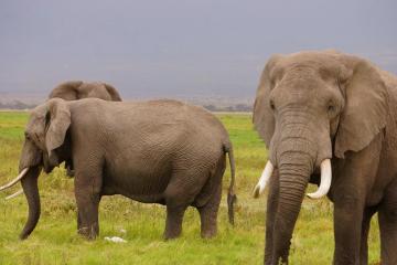 elephant.jpg