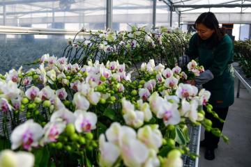 Des orchidées phalaenopsis fleurissent dans des serres de fleurs à Zibo, ville de la province chinoise du Shandong (est), le 8 janvier 2024.  Photo Zhu Zheng