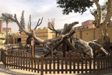 L'Arbre de la Vierge Marie.