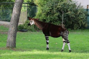 okapis 