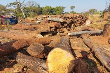 Une vue des arbres coupés. 