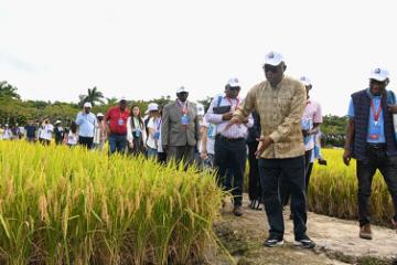 Des participants au 2e Forum sur la coopération agricole entre la Chine et l'Afrique visitent le parc national des rizières à Sanya, dans la province chinoise de Hainan (sud), le 14 novembre 2023. Photo Yang Guanyu
