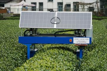 Un robot cueilleur de thé dans une plantation de thé, le 29 mars 2025. 