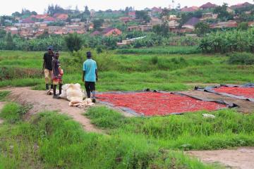 Des agriculteurs font sécher des piments à Kigali, au Rwanda, le 4 décembre 2024. 