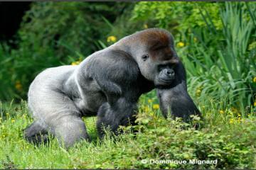 Parc national de Kahuzi-Biega