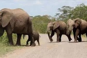 Des pachydermes en migration sauvage sèment la mort parmi les humains à Yakoma. Photo droits tiers