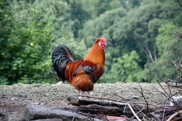 Un coq du village, élément symbolique du rites coutumier au Kasai. Photo droits tiers