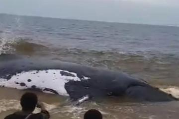 Baleine décédé à Moanda