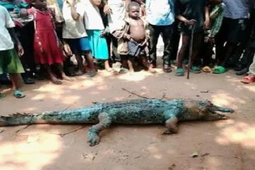 L'origine de ce crocodile demeure inconnue et aucune explication officielle n'a encore été fournie sur les circonstances de sa mort. Photo droits tiers