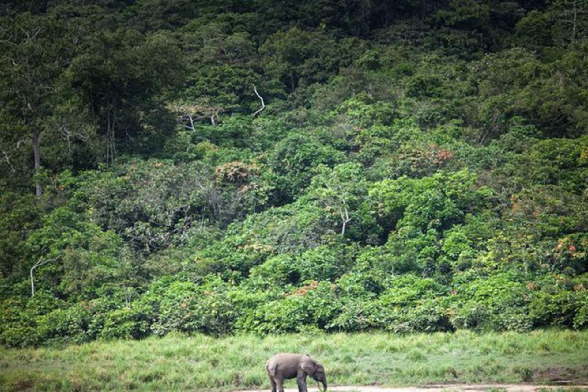Congo-1.jpg