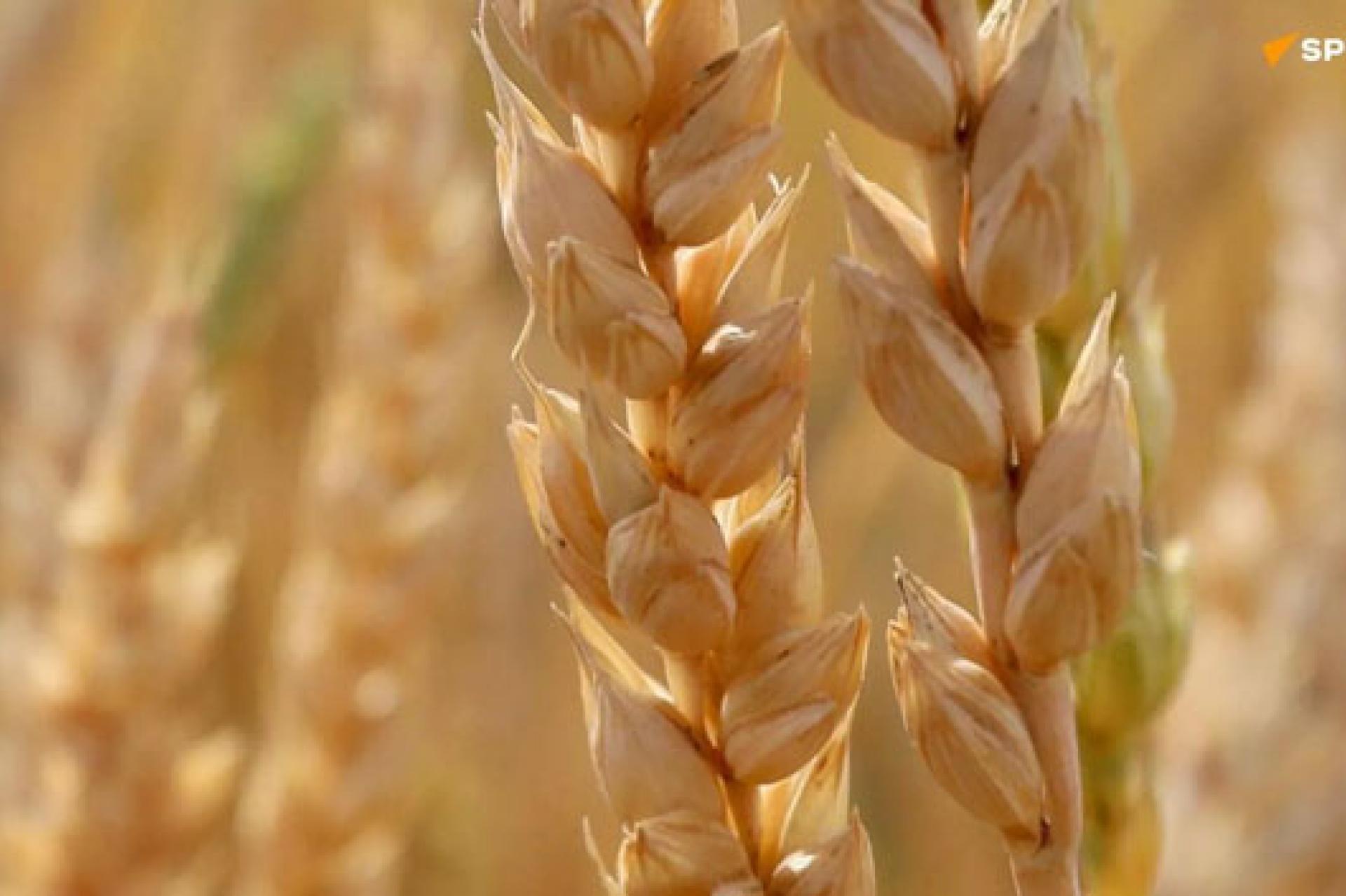 agriculture
