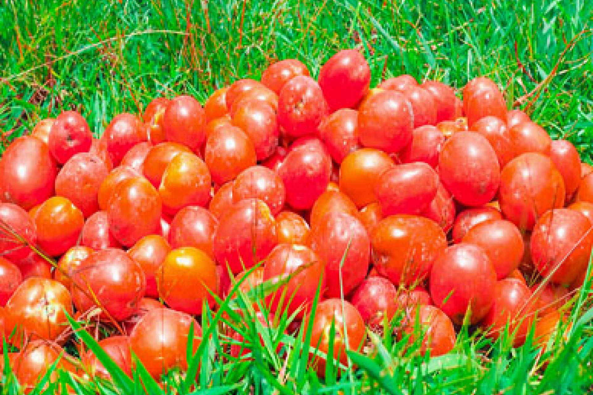 Hausse de prix des tomates à Bunia