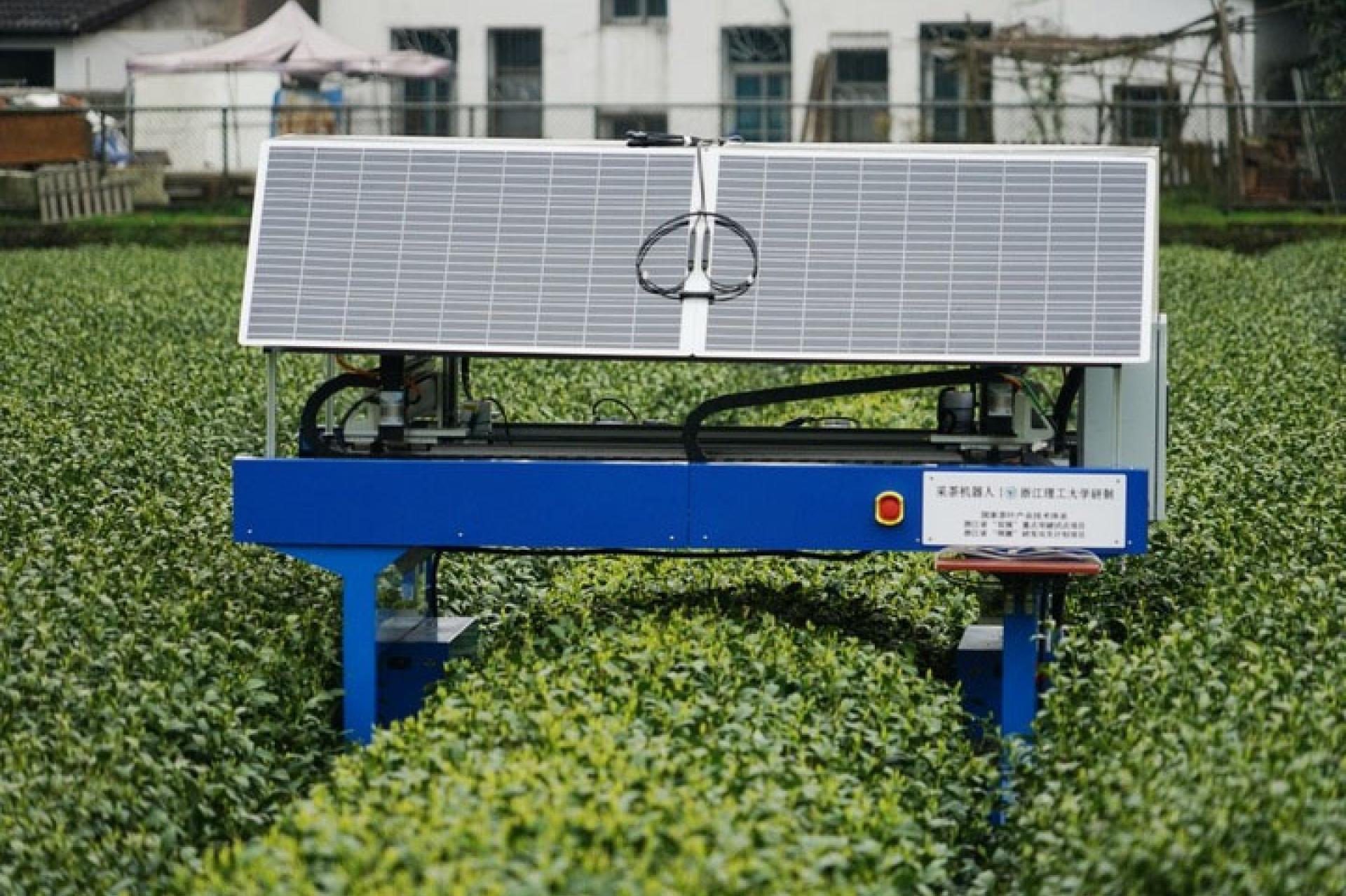 Un robot cueilleur de thé dans une plantation de thé, le 29 mars 2025. 