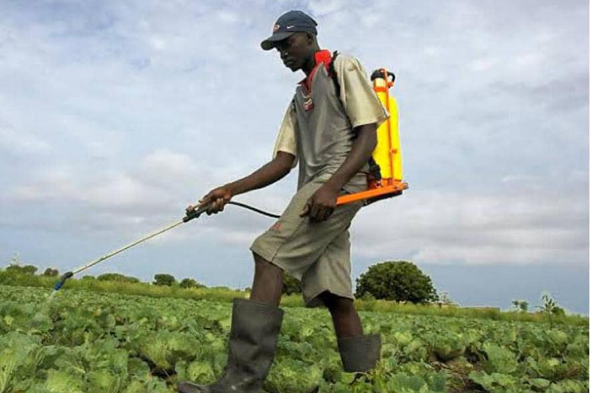 Un agriculteur en train d'utiliser les pesticides.