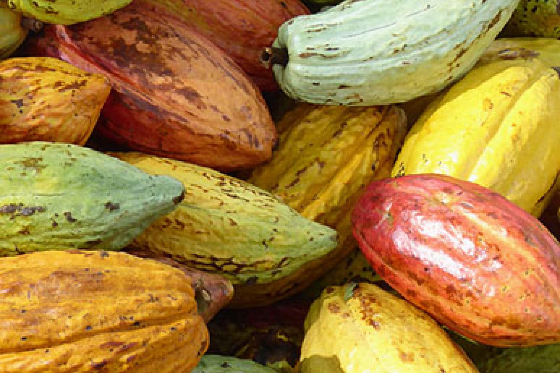 cacao