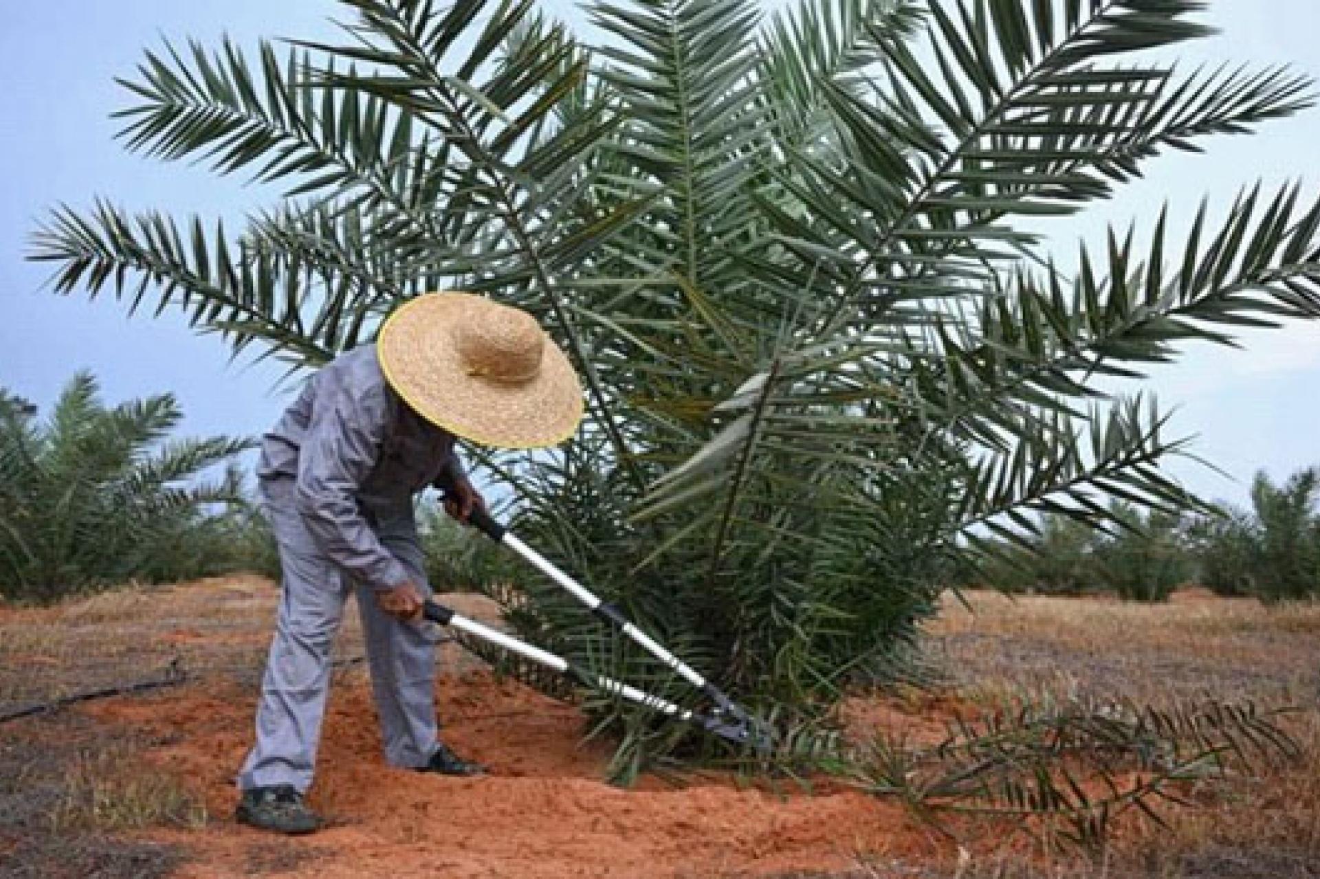 agriculture