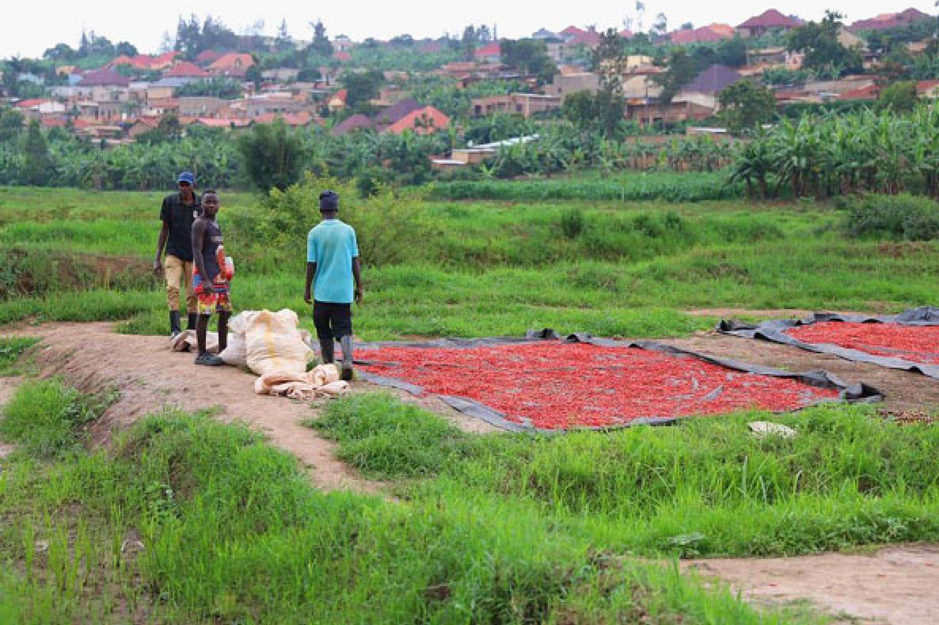 Des agriculteurs font sécher des piments à Kigali, au Rwanda, le 4 décembre 2024. 