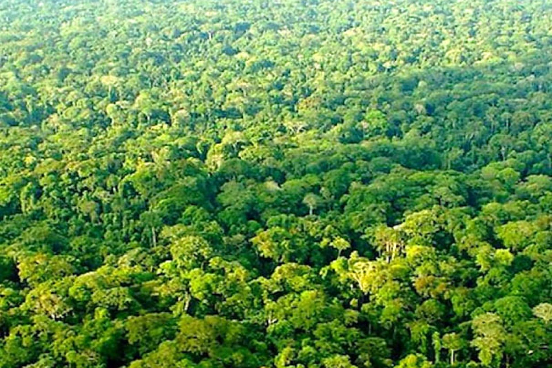 Forêts bassin Congo