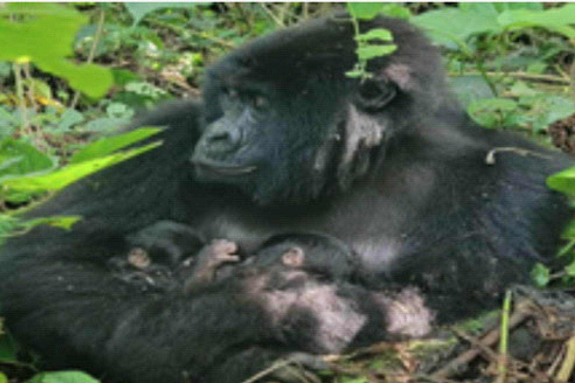 Le parc de Virunga 