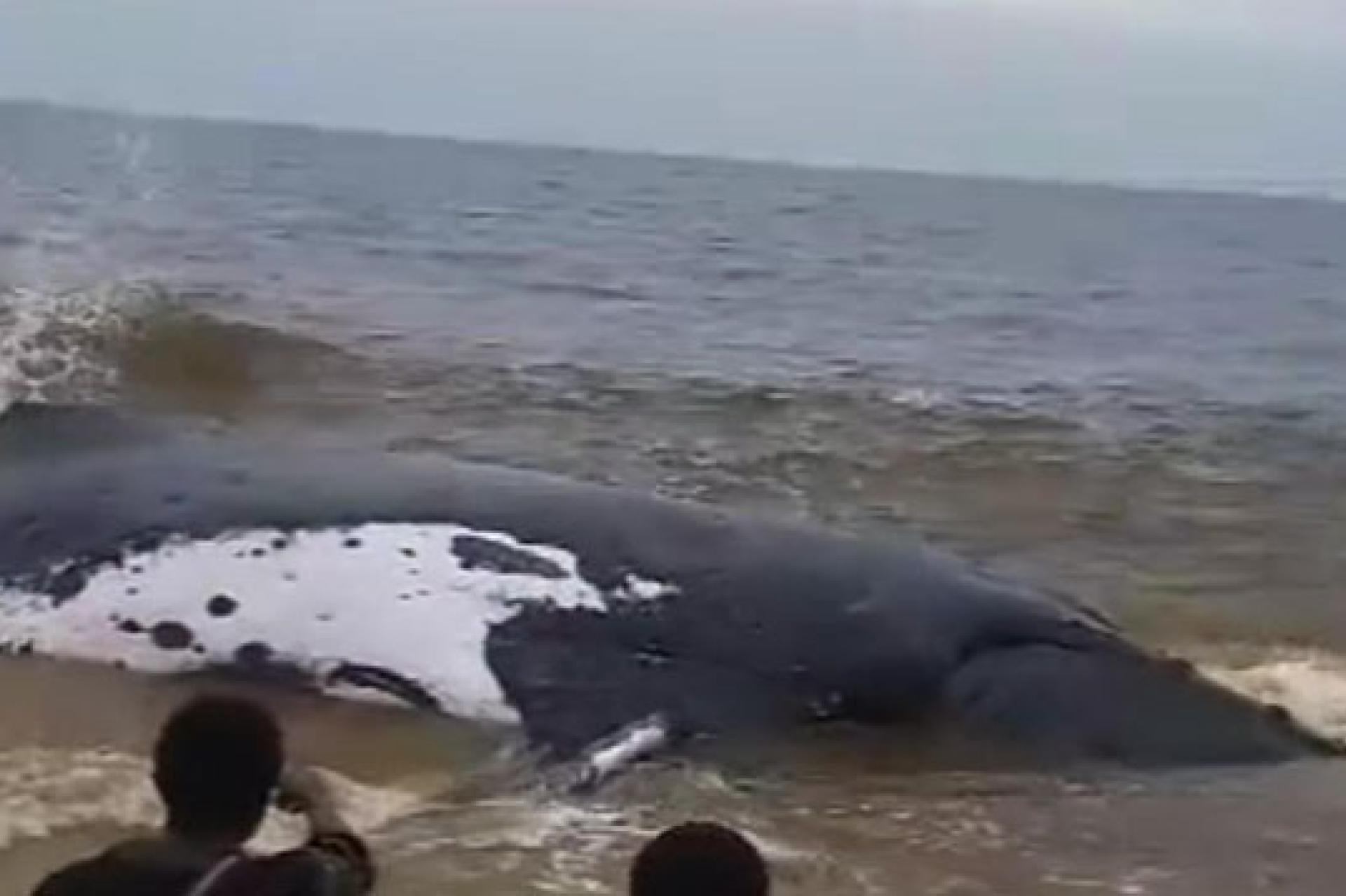 Baleine décédé à Moanda
