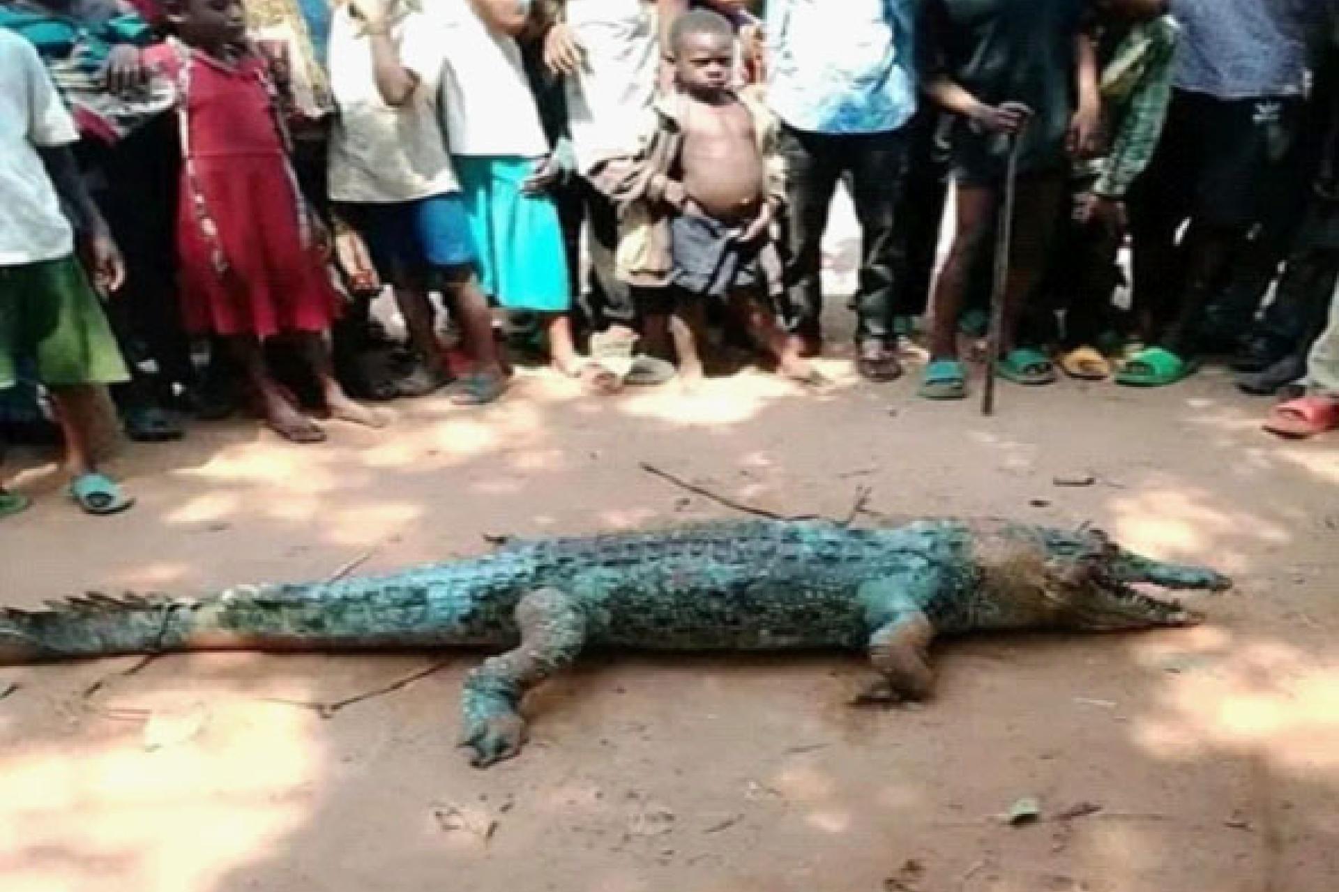 L'origine de ce crocodile demeure inconnue et aucune explication officielle n'a encore été fournie sur les circonstances de sa mort. Photo droits tiers